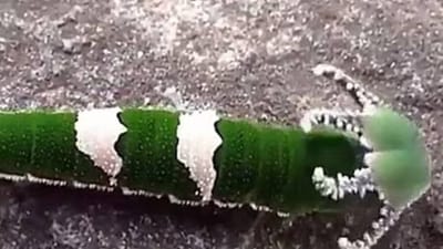 ડ્રેગન જેવા માથાવાળા જીવનો વીડિયો થયો વાયરલ, લોકો એ કહ્યું - આ બીજી દુનિયાનો જીવ છે!