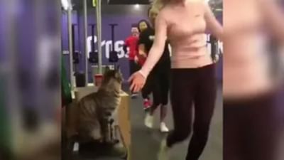 બિલાડીના વાયરલ વીડિયો એ સોશિયલ મીડિયા પર મચાવી ધમાલ, લોકોએ કહ્યુ- સ્વેગવાળી બિલાડી છે!