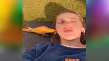 A parrot flew away with earbuds from the ears of a sleeping girl, people laughed and laughed after seeing the viral video.