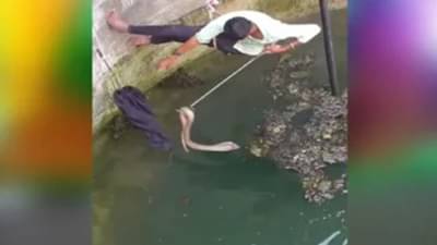 વાયરલ વીડિયો: કુવામાં ફસાયો ખતરનાક કોબરા, આ વ્યક્તિએ હિંમત કરીને બચાવ્યો તેનો જીવ