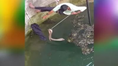 વાયરલ વીડિયો: કુવામાં ફસાયો ખતરનાક કોબરા, આ વ્યક્તિએ હિંમત કરીને બચાવ્યો તેનો જીવ