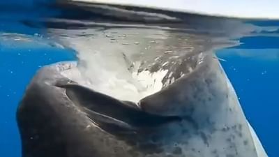 એક જ વારમાં લાખો માછલીનો બ્રેકફાસ્ટ કરી ગઇ વ્હેલ', વીડિયો જોઈને તમે દંગ રહી જશો