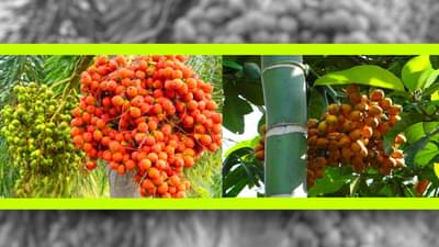 Supari Farming: 70 વર્ષ સુધી નફો, જાણો સોપારીની ખેતી ખેડૂતો માટે કેટલી ફાયદાકારક