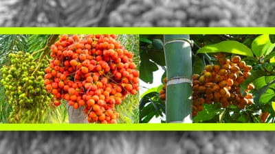 Supari Farming: 70 વર્ષ સુધી નફો, જાણો સોપારીની ખેતી ખેડૂતો માટે કેટલી ફાયદાકારક