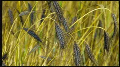 ચારગણું કમાવું હોય તો વાવો કાળા ઘઉં, જાણો કેવી રીતે થાય છે ખેતી