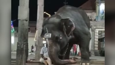 ગજરાજને પણ લાગ્યો મોબાઈલનો ચસકો ! બાળકની જેમ તાંકઝાક કરતો જોવા મળ્યો હાથી, જુઓ ક્યૂટ વીડિયો