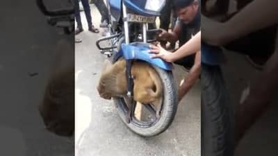 બાઈકના પૈડામાં કંઈક એ રીતે ફસાયો વાંદરો, વીડિયો જોઈ લોકો આશ્ચર્યચકિત, જુઓ વાયરલ વીડિયો