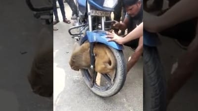 બાઈકના પૈડામાં કંઈક એ રીતે ફસાયો વાંદરો, વીડિયો જોઈ લોકો આશ્ચર્યચકિત, જુઓ વાયરલ વીડિયો