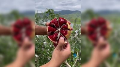 વ્યક્તિએ ખૂબ જ આસાનીથી દાડમની છાલ ઉતારી, રીત જાણીને તમે પણ કરશો સેલ્યુટ!