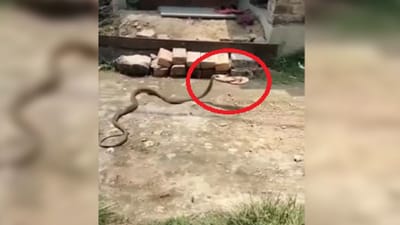 ચપ્પલ ચોર સાપ......મોઢામાં ચપ્પલ લઈને દોડતો જોવા મળ્યો, વીડિયો જોઈને લોકોએ કહ્યું- શું કરશે આનું?