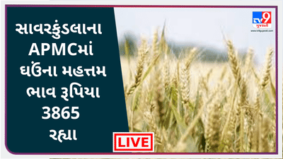 Mandi : સાવરકુંડલા APMCમાં ઘઉંના મહત્તમ ભાવ રૂપિયા 3865 રહ્યા, જાણો જુદા-જુદા પાકના ભાવ