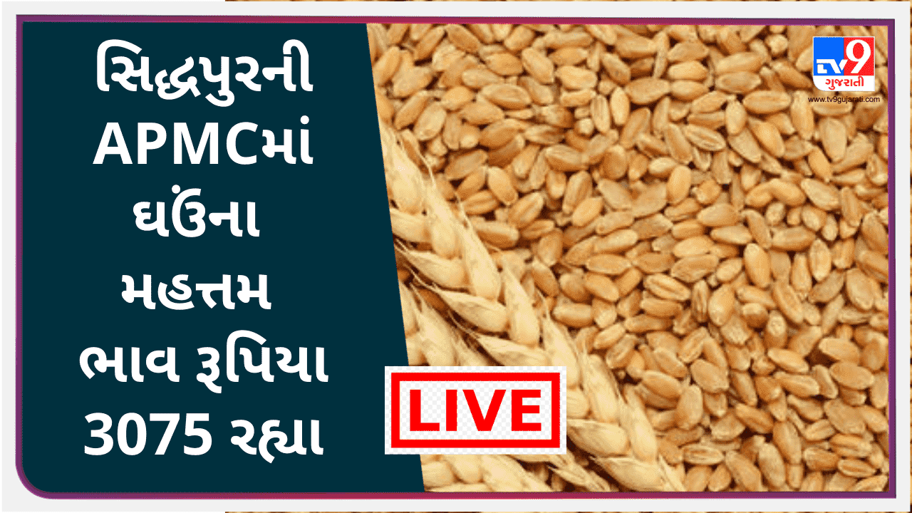 Mandi : સિદ્ધપુરની APMCમાં ઘઉંના મહત્તમ ભાવ રૂપિયા 3075 રહ્યા, જાણો જુદા-જુદા પાકના ભાવ