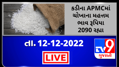 Mandi : જુદા જુદા પાકના ભાવ (Prices) ગુજરાતના વિવિધ APMCમાં અનાજના શુ રહ્યા ભાવ (Prices) તે અંગે, ખેડૂત મિત્રો માટે ગુજરાતના પાકોના APMCના ભાવ (Prices) વિશેની માહિતી દરરોજ અમે તમને આપીશું.