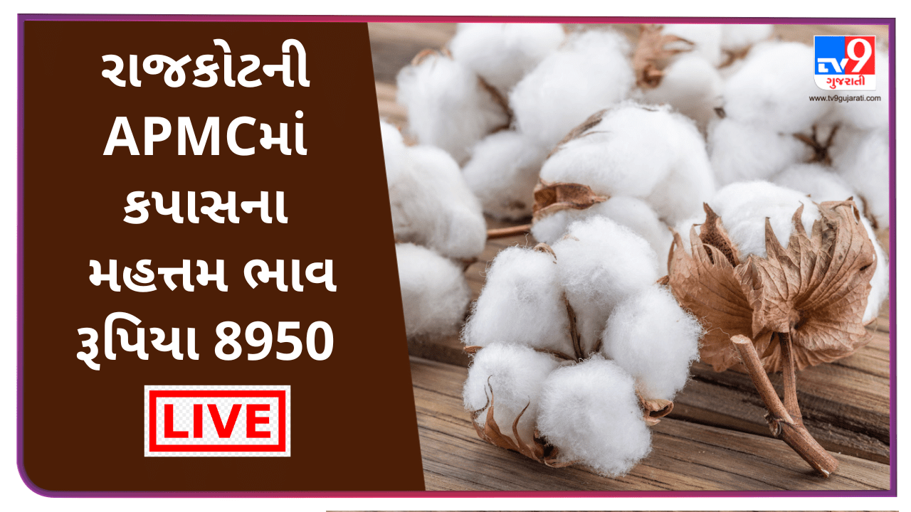 Mandi : રાજકોટની APMCમાં કપાસના મહત્તમ ભાવ રૂપિયા 8950 રહ્યા, જાણો જુદા-જુદા પાકના ભાવ