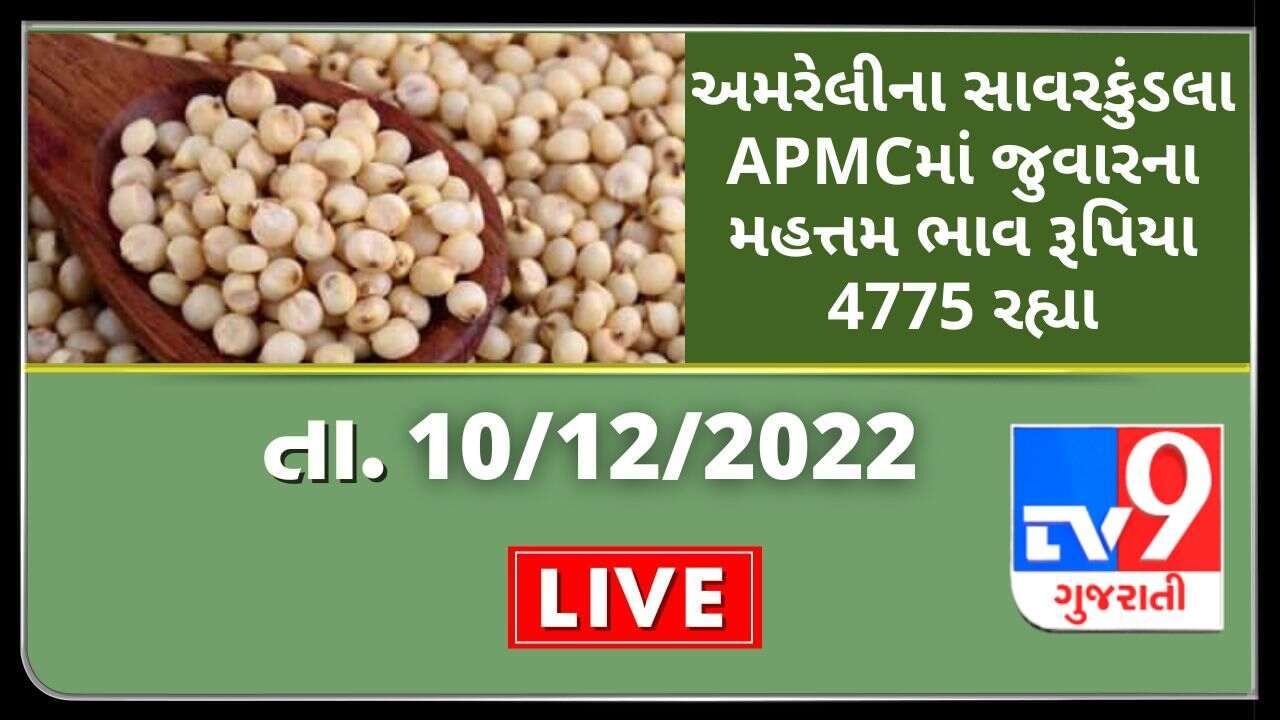 Mandi : અમરેલીના સાવરકુંડલા APMCમાં જુવારના મહત્તમ ભાવ રૂપિયા 4775 રહ્યા, જાણો જુદા-જુદા પાકના ભાવ