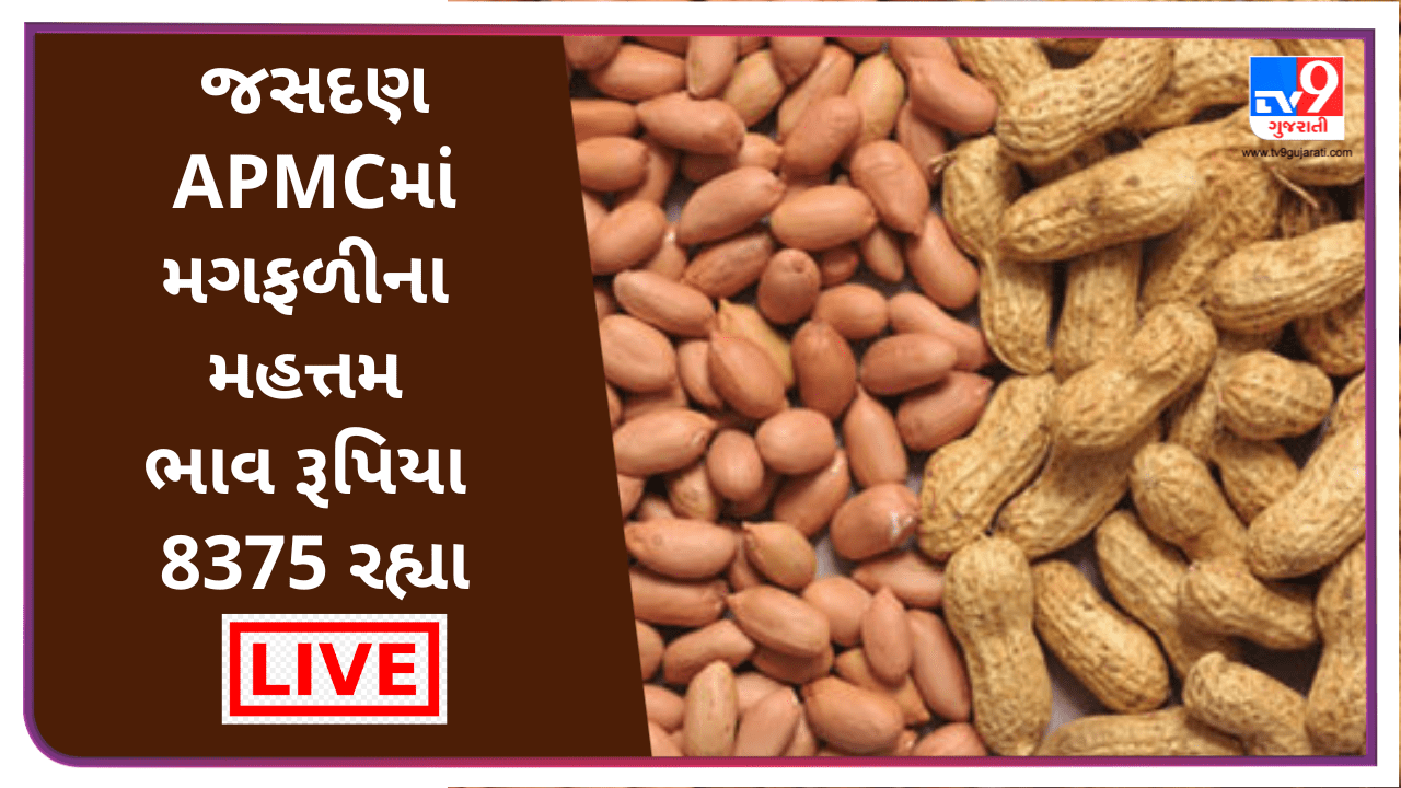 Mandi : જસદણ APMCમાં મગફળીના મહત્તમ ભાવ રૂપિયા 8375 રહ્યા, જાણો જુદા-જુદા પાકના ભાવ Mandi : જસદણ APMCમાં મગફળીના મહત્તમ ભાવ રૂપિયા 8375 રહ્યા, જાણો જુદા-જુદા પાકના ભાવ