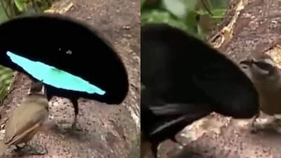 તા તા થૈયા.....માદા પક્ષીને ઈમ્પ્રેસ કરવા નર પક્ષીએ કળા કરીને કર્યો ડાન્સ, વીડિયો જોઈને તમારો દિવસ બની જશે