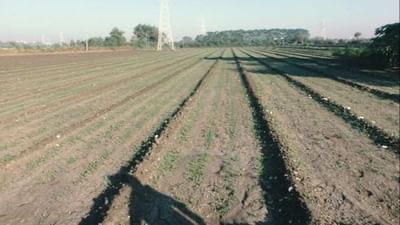 Rajkot: ધોરાજી-ઉપલેટા પંથકમાં અપૂરતો વીજ પૂરવઠો મળવાને કારણે ખેડૂતો પરેશાન, પિયત ન આપી શકાતા પાક મુરઝાવાનાની ભીતિ