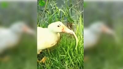 VIDEO: બતકે આંખના પલકારામાં ઝેરી સાપનો શિકાર કર્યો, નૂડલ્સની જેમ ગળી ગયો