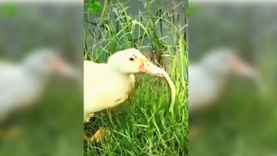 VIDEO: બતકે આંખના પલકારામાં ઝેરી સાપનો શિકાર કર્યો, નૂડલ્સની જેમ ગળી ગયો