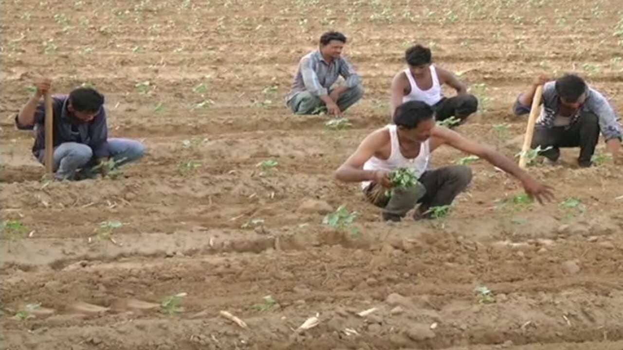 Rajkot: ખેડૂતોને લઈને પડતી મુશ્કેલીને પગલે ખેતી વિભાગે શરૂ કર્યો કંટ્રોલ રૂમ, હેલ્પલાઈન નંબર પર ખેડૂતો કરી શકશે રજૂઆત