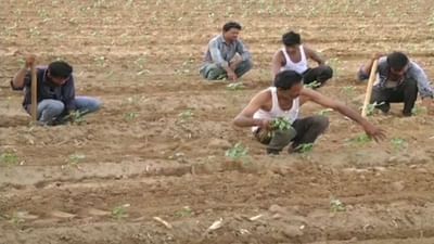 Rajkot: ખેડૂતોને લઈને પડતી મુશ્કેલીને પગલે ખેતી વિભાગે શરૂ કર્યો કંટ્રોલ રૂમ, હેલ્પલાઈન નંબર પર ખેડૂતો કરી શકશે રજૂઆત Rajkot: ખેડૂતોને લઈને પડતી મુશ્કેલીને પગલે ખેતી વિભાગે શરૂ કર્યો કંટ્રોલ રૂમ, હેલ્પલાઈન નંબર પર ખેડૂતો કરી શકશે રજૂઆત