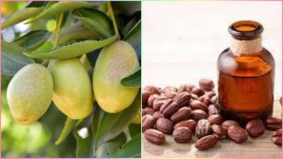 એક એવો તેલીબિયાં પાક જેની વિદેશમાં પણ છે માગ, 150 વર્ષ સુધી આપશે નફો, જાણો તેની ખેતી વિશે