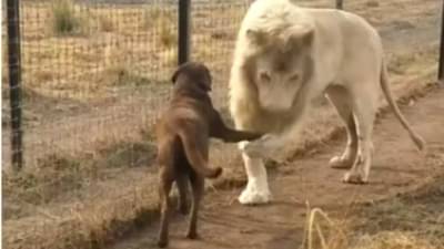 કુતરાએ સિંહને કર્યા શેક હેન્ડ, વીડિયો જોશો તો તમારો દિવસ બની જશે