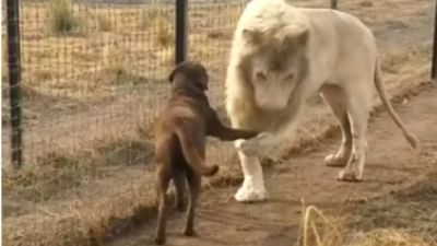 કુતરાએ સિંહને કર્યા 'શેક હેન્ડ', વીડિયો જોશો તો તમારો દિવસ બની જશે