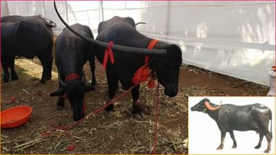 પશુપાલકોની પહેલી પસંદ છે આ ભેંસ! 1055 લીટર સુધી આપે છે દૂધ, ખેડૂતો ડેરી વ્યવસાયથી મેળવી શકે છે સારો નફો