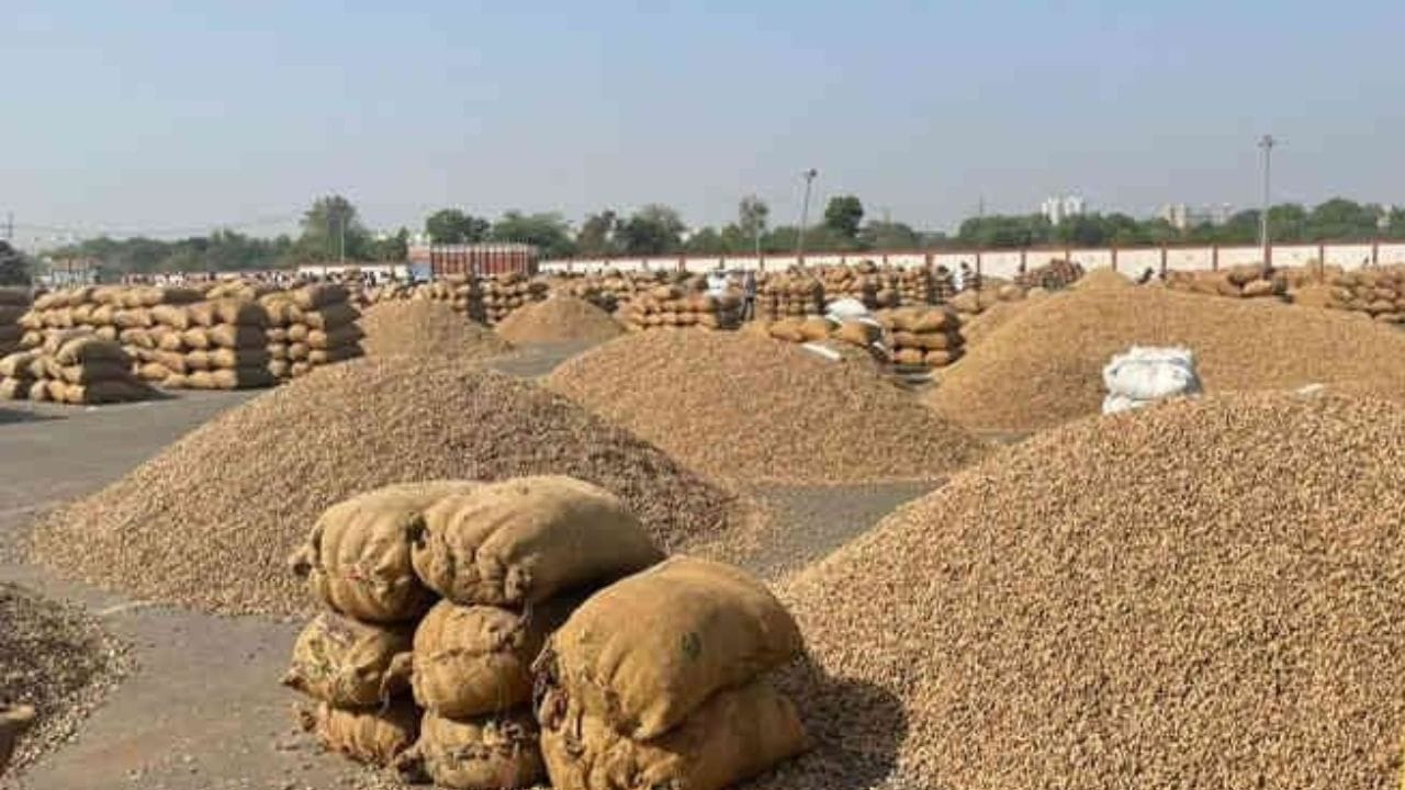 Rajkot : માવઠાની આગાહી વચ્ચે બેડી યાર્ડનું તંત્ર સજ્જ, મગફળીને ઢાંકવામાં આવી Rajkot : માવઠાની આગાહી વચ્ચે બેડી યાર્ડનું તંત્ર સજ્જ, મગફળીને ઢાંકવામાં આવી