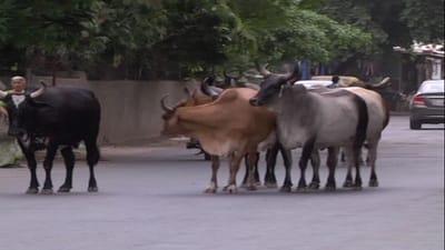 રાજકોટ શહેર પોલીસ કમિશનરનું જાહેરનામું, ઢોર માલિકોએ ફરજિયાત ઢોરનુ રજિસ્ટ્રેશન અને ટેગિંગ કરાવવાનું રહેશે