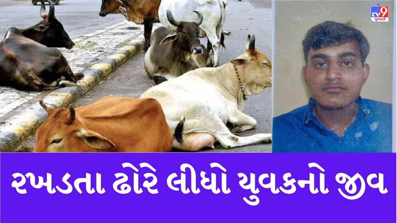 Bhavnagar : ટોપ થ્રી સર્કલ પાસે રખડતા ઢોરે એક બાઇક ચાલકને લીધો અડફેટે, મૂળ મહેસાણાના યુવાનનું સારવાર દરમિયાન મોત