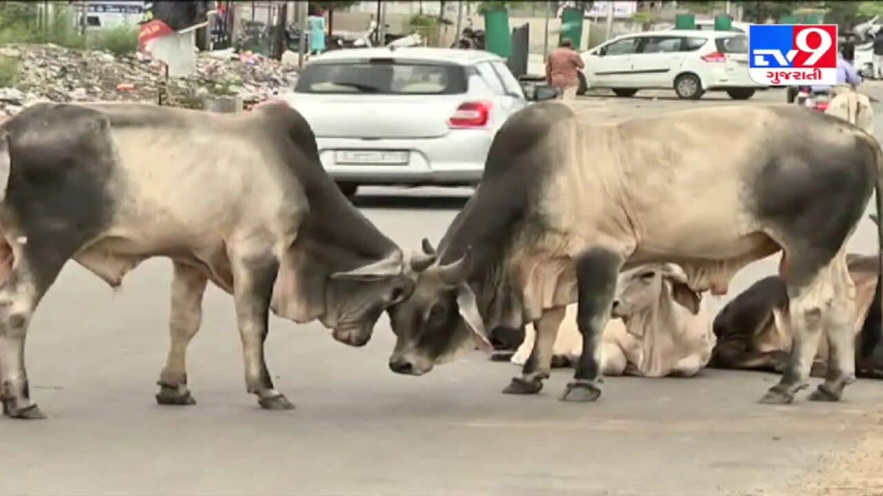 Gandhinagar : રાજ્યમાં 50,000 રખડતાં આખલાનું ખસીકરણ કરવાનો નિર્ણય