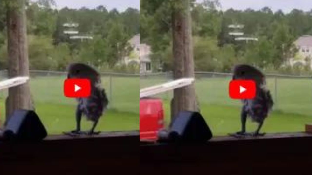 Viral Video: ગીત સાંભળીને ઉછળી-કૂદીને નાંચી ઉઠ્યું પક્ષીનું બચ્ચુ, મજેદાર વીડિયો થયો વાયરલ