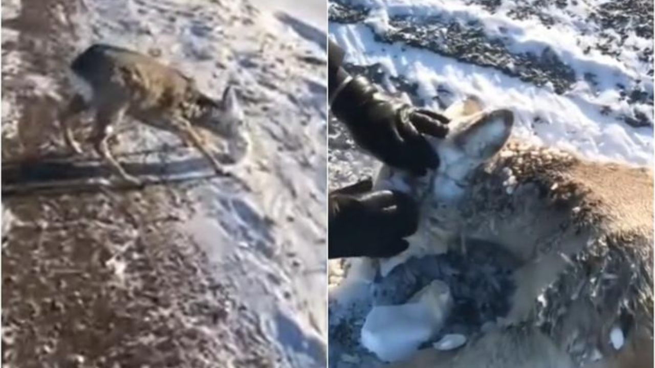 Viral Video :અતિશય ઠંડીને કારણે હરણના ચહેરા પર જામ્યો બરફ, નેકદિલ લોકોએ મદદ કરી બચાવ્યો જીવ