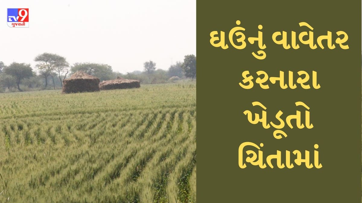 Banaskantha : ઠંડી ન પડતા ચિંતામાં મુકાયા ખેડૂતો, ઘઉંના પાકને નુકસાનની ભીતિ
