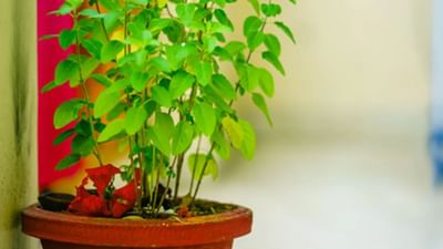 સુખ, શાંતિ અને આર્થિક લાભ માટે કરો તુલસીની પૂજા, જાણો પૂજાની વિધી અને મહત્વ