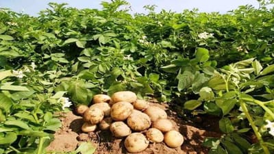 બટાટાની ખેતી કરતા ખેડૂતો ચિંતા ન કરો, વૈજ્ઞાનિકોએ શોધી કાઢ્યો 'બીમારી'નો ઉકેલ