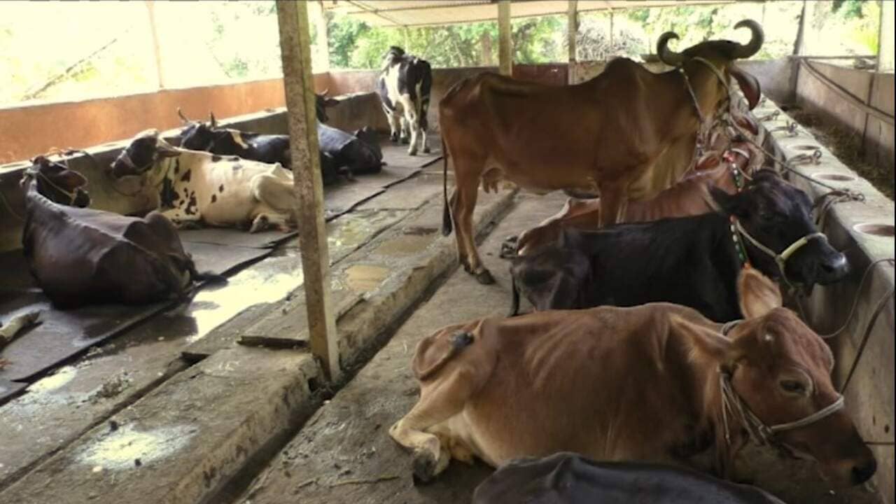 Video : વડોદરામાં આજવા-વાઘોડિયા રોડના ઢોરવાડા પર તવાઈ, 89 ગેરકાયદે ઢોરવાડાને નોટિસ ફટકારાઇ