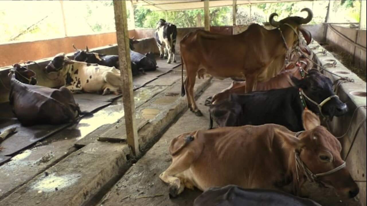 Video : વડોદરામાં આજવા-વાઘોડિયા રોડના ઢોરવાડા પર તવાઈ, 89 ગેરકાયદે ઢોરવાડાને નોટિસ ફટકારાઇ Video : વડોદરામાં આજવા-વાઘોડિયા રોડના ઢોરવાડા પર તવાઈ, 89 ગેરકાયદે ઢોરવાડાને નોટિસ ફટકારાઇ