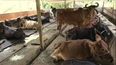 Video : વડોદરામાં આજવા-વાઘોડિયા રોડના ઢોરવાડા પર તવાઈ, 89 ગેરકાયદે ઢોરવાડાને નોટિસ ફટકારાઇ Video : વડોદરામાં આજવા-વાઘોડિયા રોડના ઢોરવાડા પર તવાઈ, 89 ગેરકાયદે ઢોરવાડાને નોટિસ ફટકારાઇ