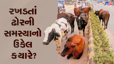 Ahmedabad: હાઇકોર્ટના કડક વલણ બાદ પણ રખડતાં ઢોરનો ત્રાસ યથાવત્, 6 મહિનામાં 3 લોકોએ ગુમાવ્યા જીવ