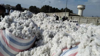Cotton Prices : કપાસના ભાવમાં આવ્યો ભારે ઘટાડો, જાણો ચીન સાથે શું છે કનેક્શન