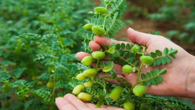 ખેડૂતો માટે ખુશખબર !!! ચણાની નવી વેરાયટી આવી ગઇ છે, હવે પાણી વગર પણ થશે તમારો પાક, થશે બમ્પર નફો