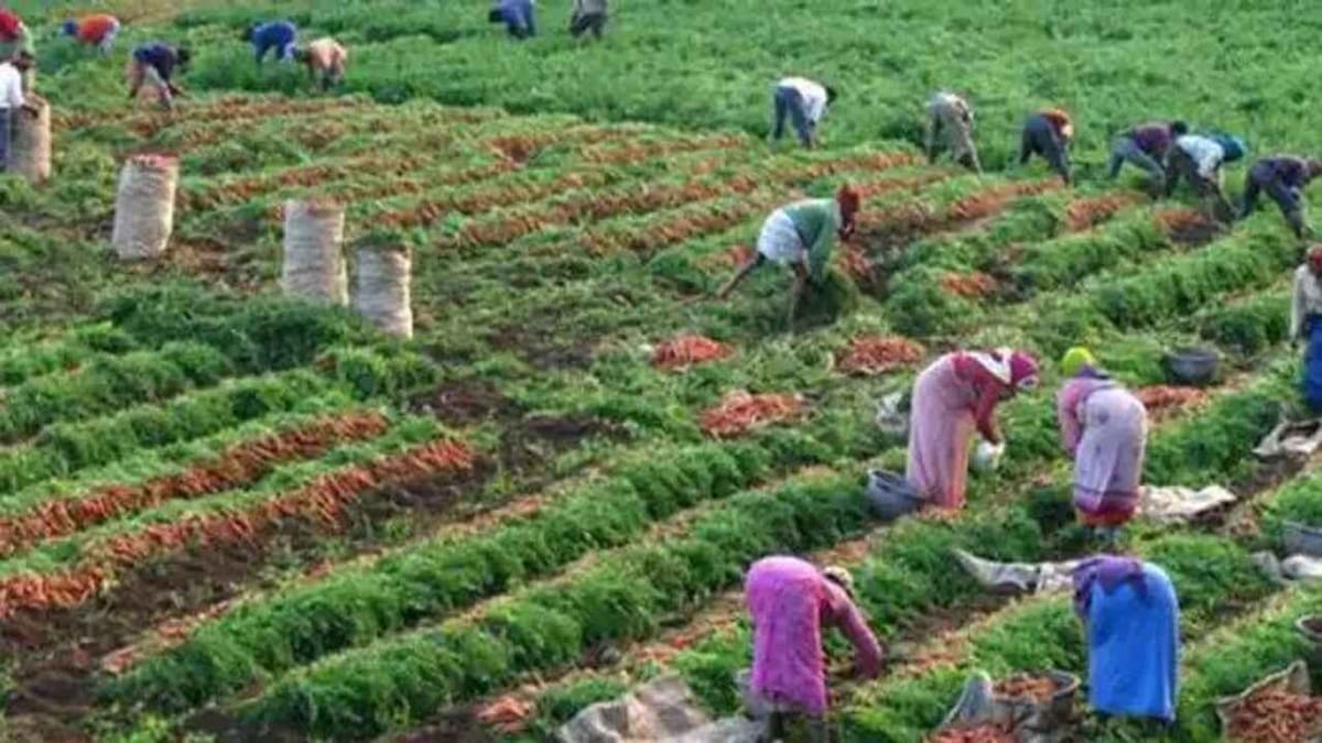 ખેડૂતો ગાજરની ખેતીથી સારી કમાણી કરી શકે છે, ગાજરની ખેતીના ફાયદા વિશે જાણો