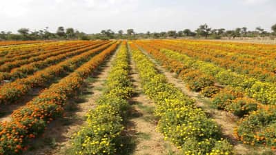 ગલગોટાના ફુલની ખેતીથી દર વર્ષે 15 લાખ રૂપિયાની કમાણી થઈ શકે છે, જાણો આ માટે શું ધ્યાન રાખવું જોઇએ