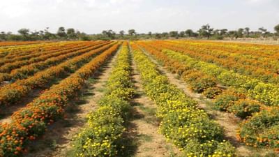 ગલગોટાના ફુલની ખેતીથી દર વર્ષે 15 લાખ રૂપિયાની કમાણી થઈ શકે છે, જાણો આ માટે શું ધ્યાન રાખવું જોઇએ