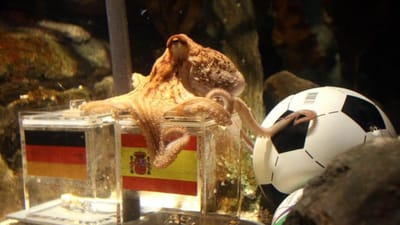 પોલ ઓક્ટોપસ વર્ષ 2010માં ફિફા વર્લ્ડકપ માટે કરતો હતો ભવિષ્યવાણી, જાણો 2022માં કોણ કરી રહ્યુ છે ભવિષ્યવાણી