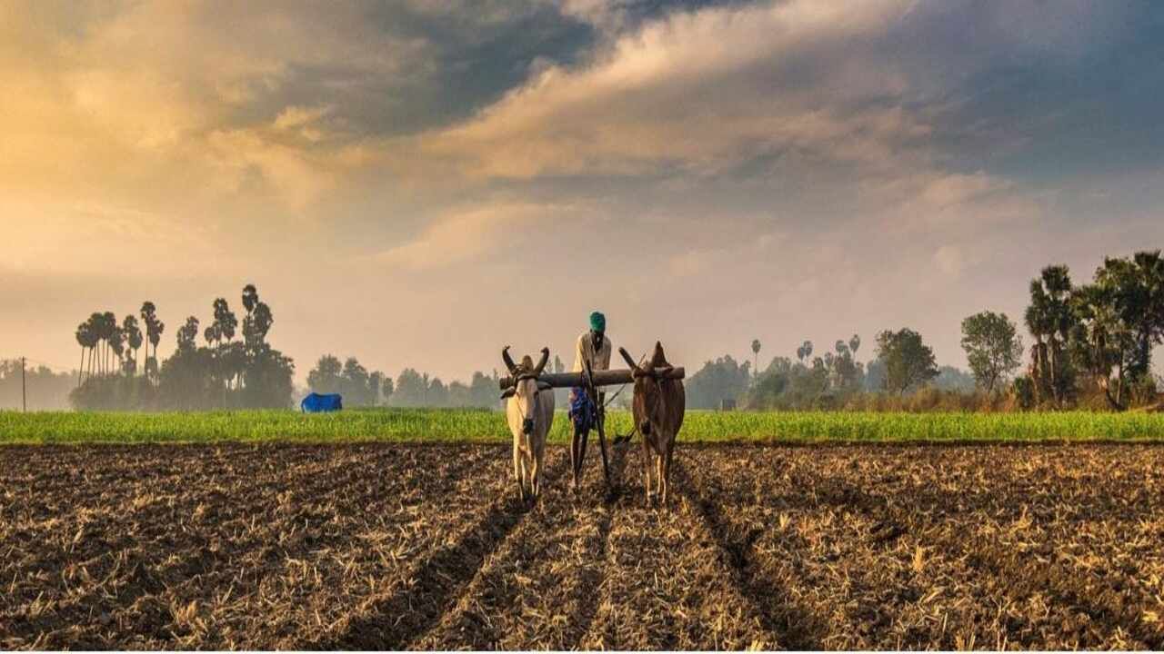 વડોદરા- ડેસર તાલુકાના વરણોલી શિહોરા કેનાલમાં પાણી ન છોડાતા ખેડૂતોએ ઉગ્ર આંદોલનની ઉચ્ચારી ચીમકી